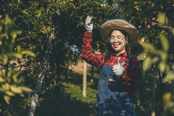 Portakal bahçesinde çalışan çiftçi. Bahçıvan portakal tarlası bahçesinde bir portakalla bir makas topluyor. Çiftçi portakal bahçesindeki organik portakal meyvelerinin kalitesini araştırıyor ve inceliyor.