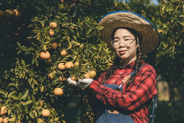 Portakal bahçesinde çalışan çiftçi. Bahçıvan portakal tarlası bahçesinde bir portakalla bir makas topluyor. Çiftçi portakal bahçesindeki organik portakal meyvelerinin kalitesini araştırıyor ve inceliyor.