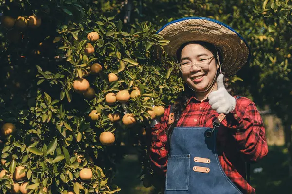 Portakal bahçesinde çalışan çiftçi. Bahçıvan portakal tarlası bahçesinde bir portakalla bir makas topluyor. Çiftçi portakal bahçesindeki organik portakal meyvelerinin kalitesini araştırıyor ve inceliyor.