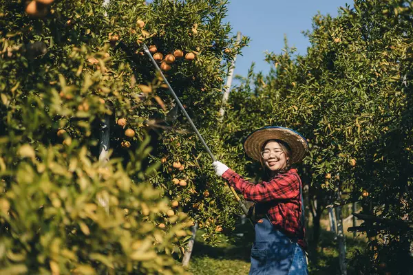 Portakal bahçesinde çalışan çiftçi. Bahçıvan portakal tarlası bahçesinde bir portakalla bir makas topluyor. Çiftçi portakal bahçesindeki organik portakal meyvelerinin kalitesini araştırıyor ve inceliyor.