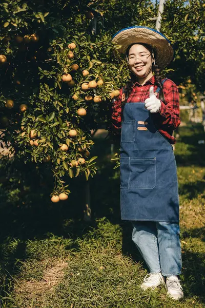 Portakal bahçesinde çalışan çiftçi. Bahçıvan portakal tarlası bahçesinde bir portakalla bir makas topluyor. Çiftçi portakal bahçesindeki organik portakal meyvelerinin kalitesini araştırıyor ve inceliyor.