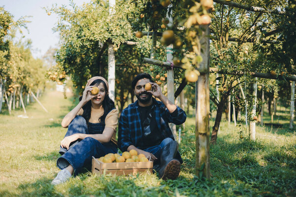 Farmer working in orange orchard. Gardener picking an orange with scissor in the oranges field garden. Farmer working and inspect quality of organic orange fruit in orange orchard.