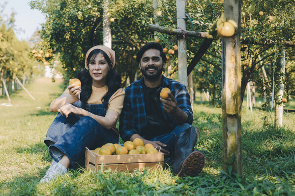 Farmer working in orange orchard. Gardener picking an orange with scissor in the oranges field garden. Farmer working and inspect quality of organic orange fruit in orange orchard.