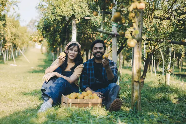 Portakal bahçesinde çalışan çiftçi. Bahçıvan portakal tarlası bahçesinde bir portakalla bir makas topluyor. Çiftçi portakal bahçesindeki organik portakal meyvelerinin kalitesini araştırıyor ve inceliyor.