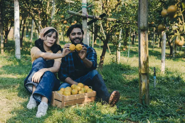 Portakal bahçesinde çalışan çiftçi. Bahçıvan portakal tarlası bahçesinde bir portakalla bir makas topluyor. Çiftçi portakal bahçesindeki organik portakal meyvelerinin kalitesini araştırıyor ve inceliyor.