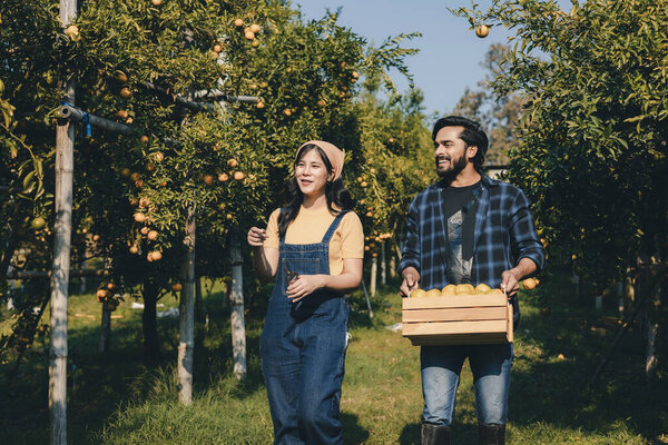 Farmer working in orange orchard. Gardener picking an orange with scissor in the oranges field garden. Farmer working and inspect quality of organic orange fruit in orange orchard.