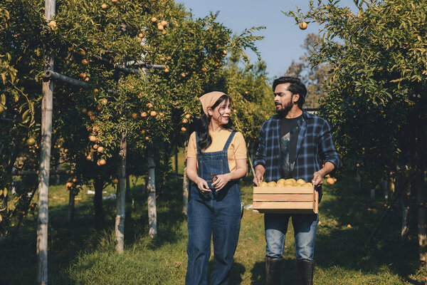 Farmer working in orange orchard. Gardener picking an orange with scissor in the oranges field garden. Farmer working and inspect quality of organic orange fruit in orange orchard.