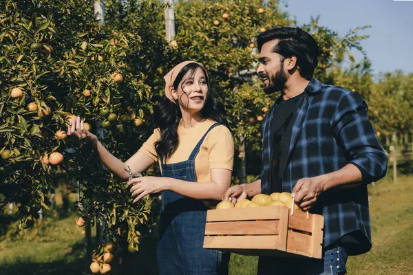 Portakal bahçesinde çalışan çiftçi. Bahçıvan portakal tarlası bahçesinde bir portakalla bir makas topluyor. Çiftçi portakal bahçesindeki organik portakal meyvelerinin kalitesini araştırıyor ve inceliyor.