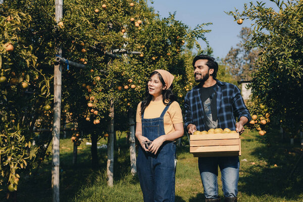 Farmer working in orange orchard. Gardener picking an orange with scissor in the oranges field garden. Farmer working and inspect quality of organic orange fruit in orange orchard.