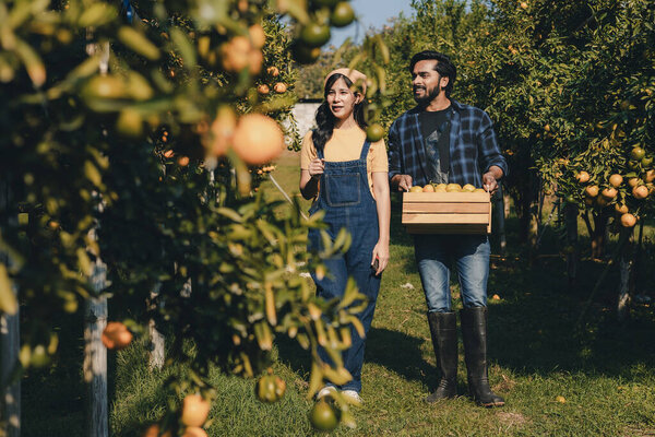 Farmer working in orange orchard. Gardener picking an orange with scissor in the oranges field garden. Farmer working and inspect quality of organic orange fruit in orange orchard.