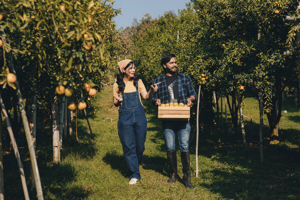 Farmer working in orange orchard. Gardener picking an orange with scissor in the oranges field garden. Farmer working and inspect quality of organic orange fruit in orange orchard.