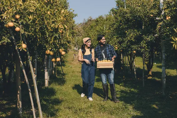 Portakal bahçesinde çalışan çiftçi. Bahçıvan portakal tarlası bahçesinde bir portakalla bir makas topluyor. Çiftçi portakal bahçesindeki organik portakal meyvelerinin kalitesini araştırıyor ve inceliyor.