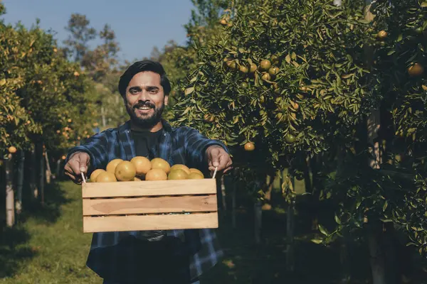 Portakal bahçesinde çalışan çiftçi. Bahçıvan portakal tarlası bahçesinde bir portakalla bir makas topluyor. Çiftçi portakal bahçesindeki organik portakal meyvelerinin kalitesini araştırıyor ve inceliyor.