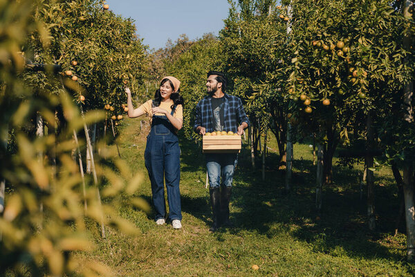 Farmer working in orange orchard. Gardener picking an orange with scissor in the oranges field garden. Farmer working and inspect quality of organic orange fruit in orange orchard.