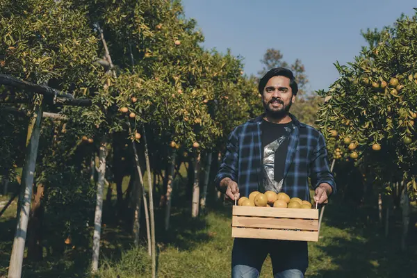 Portakal bahçesinde çalışan çiftçi. Bahçıvan portakal tarlası bahçesinde bir portakalla bir makas topluyor. Çiftçi portakal bahçesindeki organik portakal meyvelerinin kalitesini araştırıyor ve inceliyor.