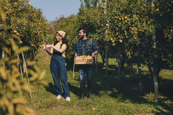 Farmer working in orange orchard. Gardener picking an orange with scissor in the oranges field garden. Farmer working and inspect quality of organic orange fruit in orange orchard.
