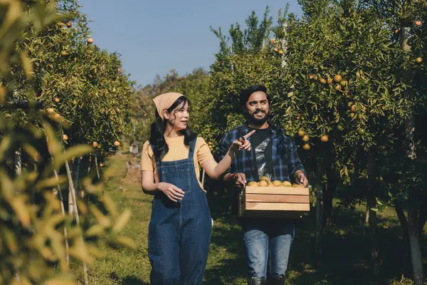 Portakal bahçesinde çalışan çiftçi. Bahçıvan portakal tarlası bahçesinde bir portakalla bir makas topluyor. Çiftçi portakal bahçesindeki organik portakal meyvelerinin kalitesini araştırıyor ve inceliyor.
