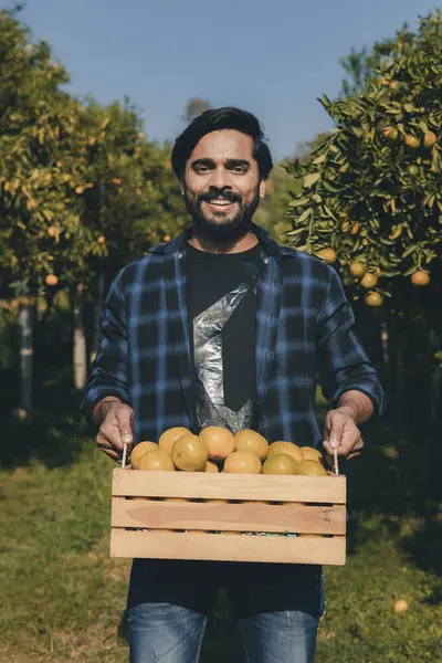 Portakal bahçesinde çalışan çiftçi. Bahçıvan portakal tarlası bahçesinde bir portakalla bir makas topluyor. Çiftçi portakal bahçesindeki organik portakal meyvelerinin kalitesini araştırıyor ve inceliyor.