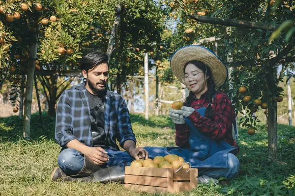 Portakal bahçesinde çalışan çiftçi. Bahçıvan portakal tarlası bahçesinde bir portakalla bir makas topluyor. Çiftçi portakal bahçesindeki organik portakal meyvelerinin kalitesini araştırıyor ve inceliyor.