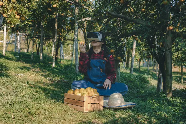 Woman farmer working wear virtual reality glasses in orange orchard. Agriculture technology concept