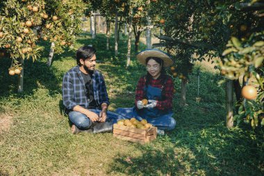 Portakal bahçesinde çalışan çiftçi. Bahçıvan portakal tarlası bahçesinde bir portakalla bir makas topluyor. Çiftçi portakal bahçesindeki organik portakal meyvelerinin kalitesini araştırıyor ve inceliyor.