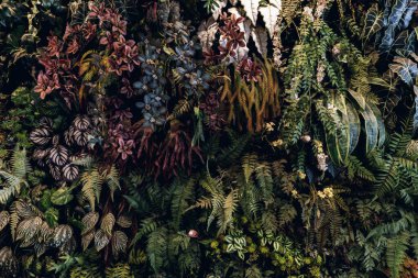 Herb wall, plant wall, natural green wallpaper and background. nature wall. Nature background of green forest