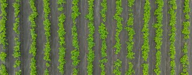 Yeşil olgunlaşmış soya tarlası, tarım arazisi. Güzel yeşil soya tarlaları sıra sıra büyüyor, tarım yerel ekonomi için para üretiyor. 