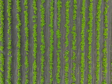 Yeşil olgunlaşmış soya tarlası, tarım arazisi. Güzel yeşil soya tarlaları sıra sıra büyüyor, tarım yerel ekonomi için para üretiyor. 