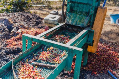 Kirazlı kahve hamuru makinesi çiftçisi. Kahve çekirdeği makinesi işlemi. Kahve değirmenindeki kuru organik fasulyeler. Kahve çekirdeklerini çıkartmak için hasat et. Kiraz hamuru kullanan çiftçi.