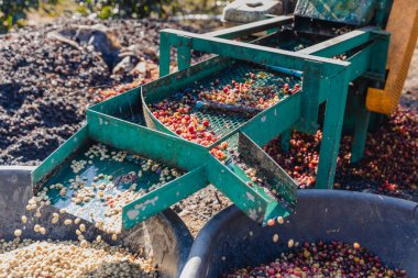 Kirazlı kahve hamuru makinesi çiftçisi. Kahve çekirdeği makinesi işlemi. Kahve değirmenindeki kuru organik fasulyeler. Kahve çekirdeklerini çıkartmak için hasat et. Kiraz hamuru kullanan çiftçi.