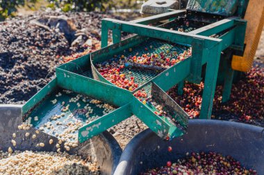 Coffee cherry pulping machine farmer. coffee bean machine process. Dry organic beans in coffee milling process. Process Harvest coffee beans to have their pulp remove. Farmer using a cherry pulping clipart