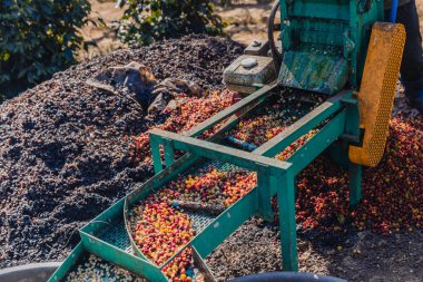 Kirazlı kahve hamuru makinesi çiftçisi. Kahve çekirdeği makinesi işlemi. Kahve değirmenindeki kuru organik fasulyeler. Kahve çekirdeklerini çıkartmak için hasat et. Kiraz hamuru kullanan çiftçi.