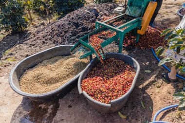 Coffee cherry pulping machine farmer. coffee bean machine process. Dry organic beans in coffee milling process. Process Harvest coffee beans to have their pulp remove. Farmer using a cherry pulping clipart