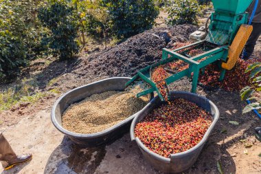 Kirazlı kahve hamuru makinesi çiftçisi. Kahve çekirdeği makinesi işlemi. Kahve değirmenindeki kuru organik fasulyeler. Kahve çekirdeklerini çıkartmak için hasat et. Kiraz hamuru kullanan çiftçi.