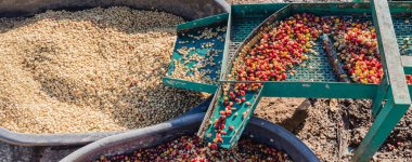 Kirazlı kahve hamuru makinesi çiftçisi. Kahve çekirdeği makinesi işlemi. Kahve değirmenindeki kuru organik fasulyeler. Kahve çekirdeklerini çıkartmak için hasat et. Kiraz hamuru kullanan çiftçi.