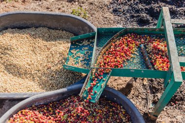 Kirazlı kahve hamuru makinesi çiftçisi. Kahve çekirdeği makinesi işlemi. Kahve değirmenindeki kuru organik fasulyeler. Kahve çekirdeklerini çıkartmak için hasat et. Kiraz hamuru kullanan çiftçi.