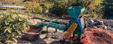 Coffee cherry pulping machine farmer. coffee bean machine process. Dry organic beans in coffee milling process. Process Harvest coffee beans to have their pulp remove. Farmer using a cherry pulping clipart