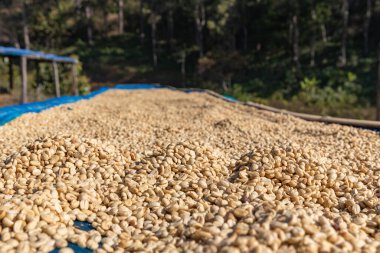 Güneş ışığı kullanarak kahve çekirdeklerini kurutma süreci. Kahve çekirdeği bahçede kuruyor. Güneşte kurutulmuş kahve.