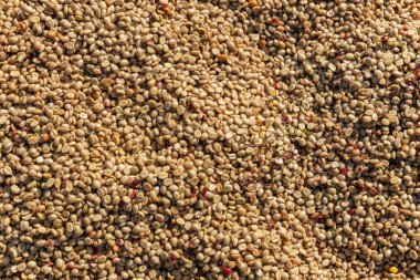 Güneş ışığı kullanarak kahve çekirdeklerini kurutma süreci. Kahve çekirdeği bahçede kuruyor. Güneşte kurutulmuş kahve.