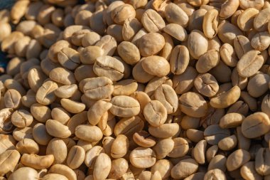 Güneş ışığı kullanarak kahve çekirdeklerini kurutma süreci. Kahve çekirdeği bahçede kuruyor. Güneşte kurutulmuş kahve.