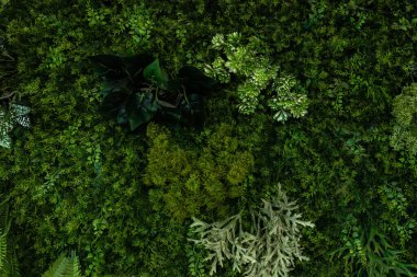 Herb wall, plant wall, natural green wallpaper and background. nature wall. Nature background of green forest