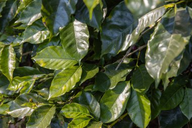 Kahve ağacı konsepti. Organik kahve çekirdekleri. Kırmızı böğürtlen. organik tarım kavramının üzerine kahve çekirdeği.