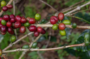 Kahve ağacı konsepti. Organik kahve çekirdekleri. Kırmızı böğürtlen. organik tarım kavramının üzerine kahve çekirdeği.
