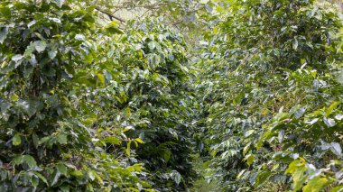 Kahve ağacı konsepti. Organik kahve çekirdekleri. Kırmızı böğürtlen. organik tarım kavramının üzerine kahve çekirdeği.