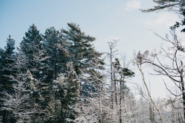 Karlı beyaz kış ormanı. Güneşli kış günü