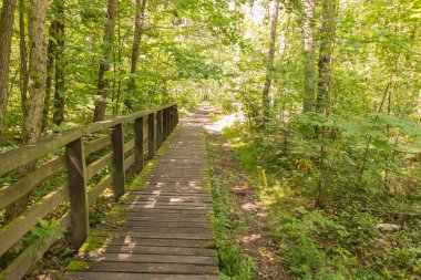 Kampinos Ulusal Parkı 'nda ahşap bir patika. Güzel bir sonbahar akşamı huş ağacında yürüyerek geçti..