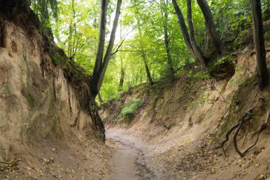 Discovered tree roots on the walls of a picturesque ravine. Kaziemierz Dolny, Poland