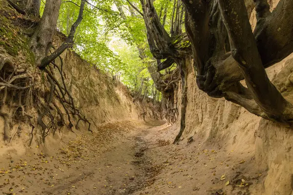 Discovered tree roots on the walls of a picturesque ravine. Kaziemierz Dolny, Poland