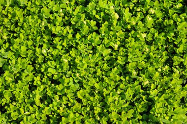 Yeşil yapraklı arka plan. doğa yeşil yaprak.