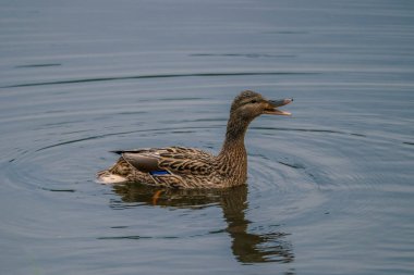 Gölde yüzen yaban ördeği